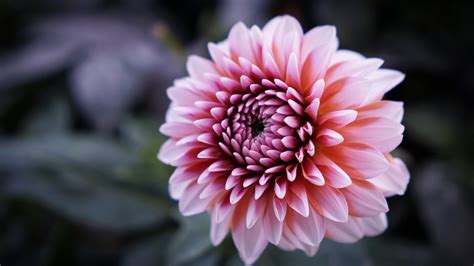 Pink Dahlia Petals In Blur Background Hd Flowers Wallpapers Hd