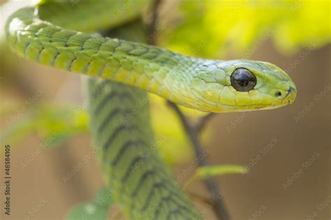 Male Boomslang Snake Dispholidus Typus South Africa Stock Photo
