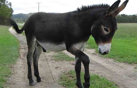 Donkey Names For Baby Female Male Funny Good Ideas Petnamee