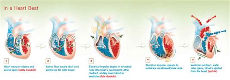 In A Heart Beat Diagram