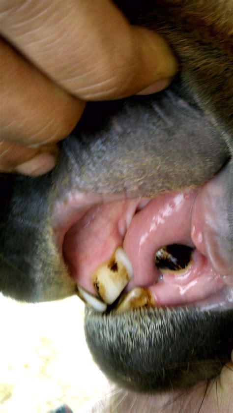 Yellowing can also be caused by a wide array of health factors as a rule of thumb, any food or drink that can stain clothes can also stain your teeth. My vet floated my 5 year old horse's teeth last summer. I ...