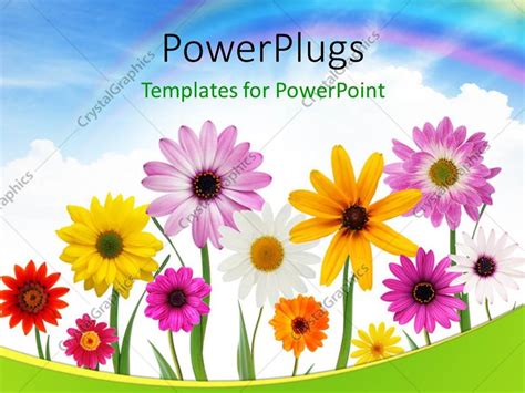 Powerpoint Template Group Of Colorful Summer Daisies And