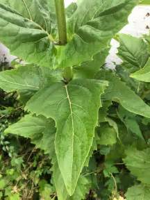 The seed heads of dandelions are probably better known than those of crabgrass, but dandelions are perennial, not annual weeds. Plant ID forum: tall weed id please - Garden.org