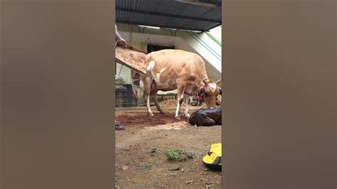 Cow Giving Birth Youtube
