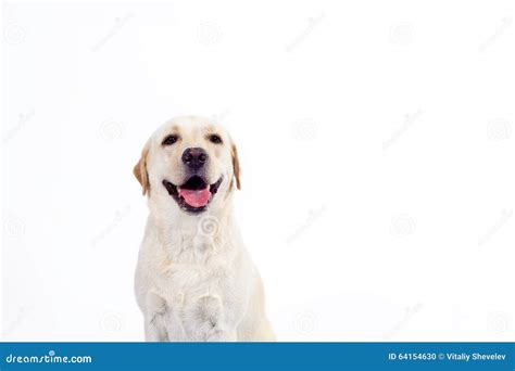 Golden Labrador Retriever Stock Photo Image Of Color Running 64154630