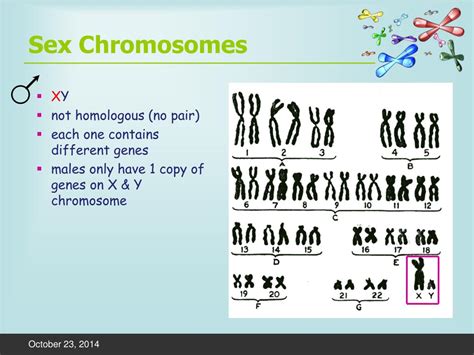 Ppt Sex Determination And Nondisjunction Disorders Powerpoint Presentation Id5776316