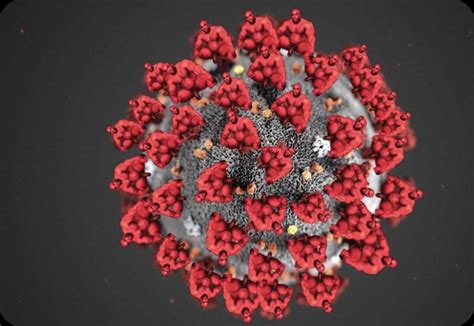 A coronavirus is a common virus that causes an infection in your nose, sinuses, or upper throat. Wood Coronavirus : Woodmeme