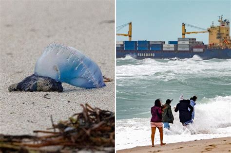 The Portuguese Man Of War Appears On Florida Beaches Due To Strong Wind