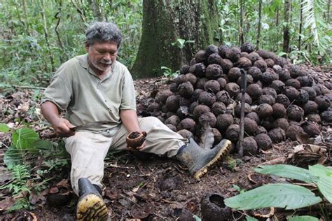 Innovating Brazil Nuts A Business With Roots In The Rainforest