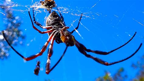 Giant Spider Golden Orb Close Up Feeding And Ants Attacking Youtube