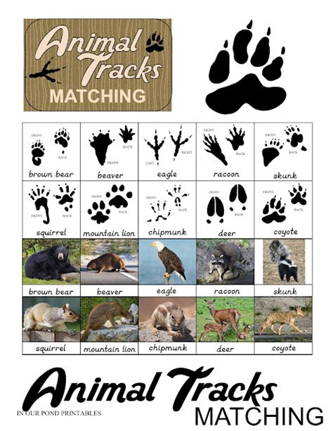 Montessori Inspired Animal Tracks 3 Part Cards