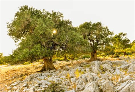 Kings highway, and is convenient to hotels, shopping, tourist attractions, movie theaters, amusement parks. Olive Tree Garden In Sunset Or Sunrise. Stock Photo ...