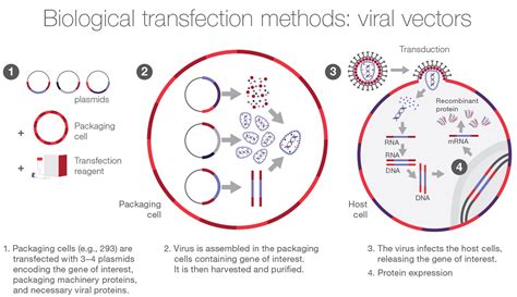 Overview Of Transfection Methods Thermo Fisher Scientific Ca