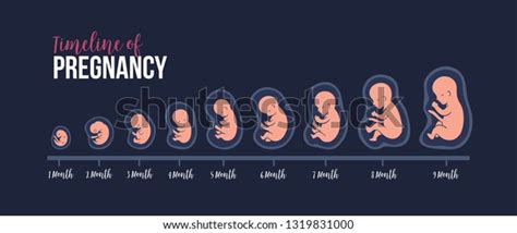 Timeline Pregnancy Fetal Development Schematic Embryo Stock Vector