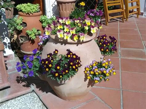 È una delle più belle tra le piante rampicanti: 10 Piante da giardino resistenti al sole in estate ...