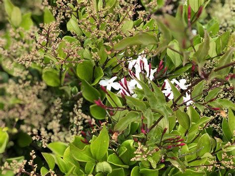 Maybe you would like to learn more about one of these? Flowers and Flowering Shrubs of Southern California