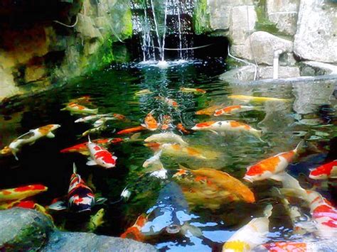 Hiasan aquarium menjadi hal yang paling dicari oleh para pecinta ikan hias? Cara mudah membuat kolam ikan koi - Akuarium Ikan Hias