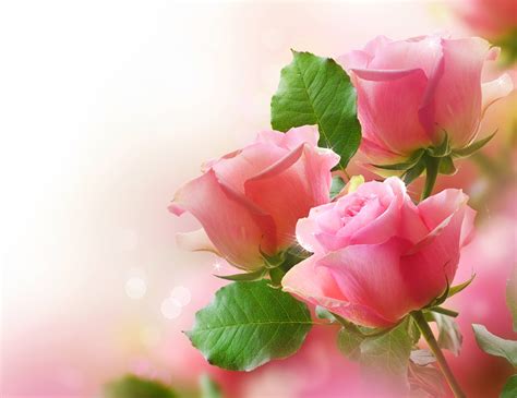 Pink Rose Houris In The Garden Enchanting Roseslight Pink Rose