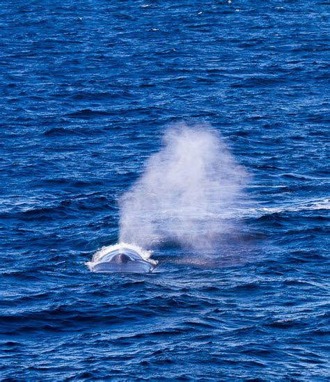 The purpose of the blue alert notification is to immediately notify the public that there's been a violent attack on law enforcement and the suspect is on the loose, according to the arizona department of public safety's website. A Blue Whale | travelimages.com.au