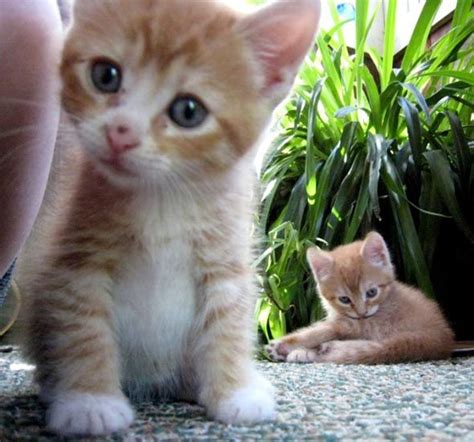 Two Orange Tabbies Redux Kitten Cute Cats Cute Cat Names Cute