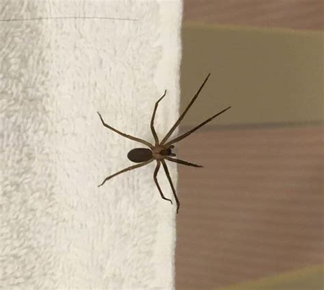 Loxosceles Reclusa Brown Recluse In Colleyville Texas United States