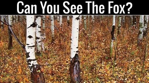 Nobody Can Find All The Hidden Animals Optical Illusions Brain