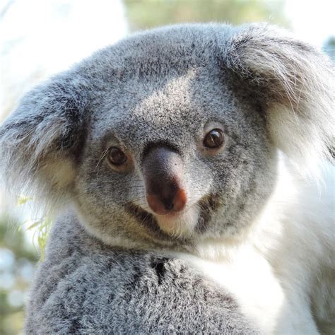 Koala Bear Smiling Animals Koala