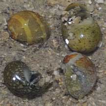Dubious Nerite Snail Clithon Oualaniensis