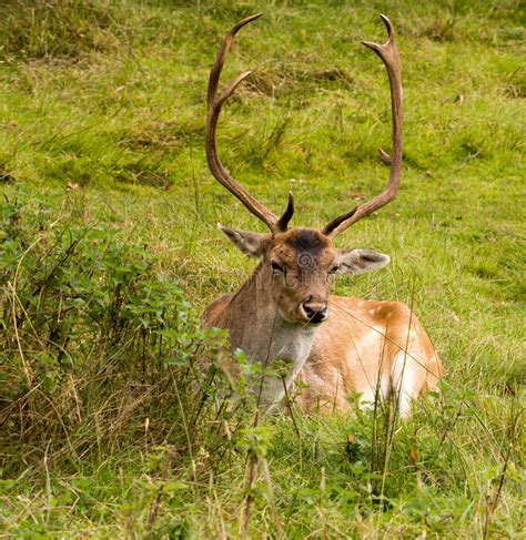 Fallow Deer Stock Image Image Of Grassland Male Dunham 51433471