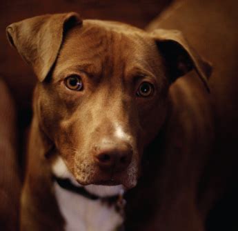 Be 13 years of age or older fixme - Oklahoma Animal Alliance