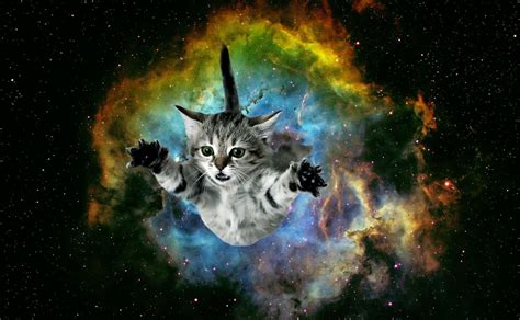 Galaxy Cat Wallpapers Hd Wallpaper Collections