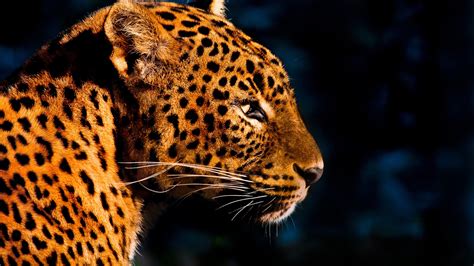 Wallpaper Animals Wildlife Big Cats Whiskers Leopard Jaguar