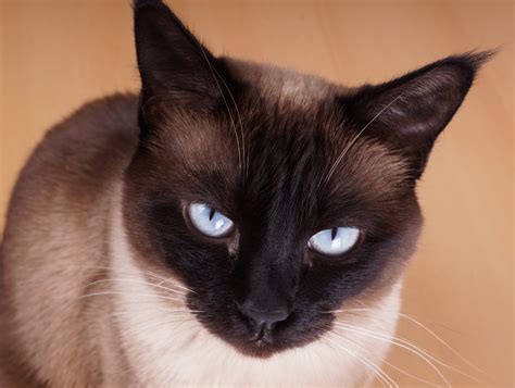 Er hat unsere siambirmakatze erfolgreich gedeckt. Aktivste Katzen | Alle besonders aktiven Katzenrassen mit ...