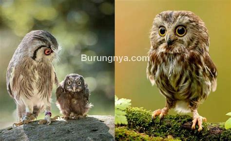 Tertarik untuk memelihara burung hantu di rumahmu? 10 Cara Merawat Anak Burung Hantu yang Benar dan Harganya ...