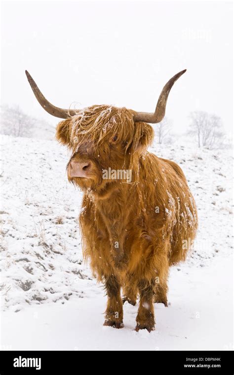Highland Cow In Snow High Resolution Stock Photography And Images Alamy