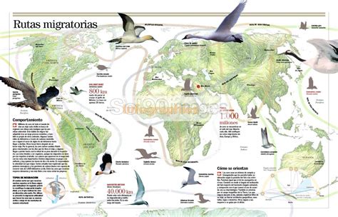 Infografía Rutas Migratorias Infographics90