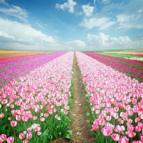 Dutch Pink Tulip Fields Stock Photo Image Of Nature 61506038
