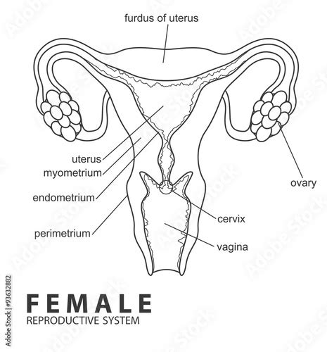 Female Reproductive System Buy This Stock Vector And Explore Similar