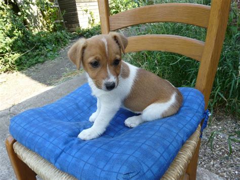 Find the perfect jack russell terrier puppies from all over the world! Jack Russell x Plummer Terrier Puppies For Sale ...