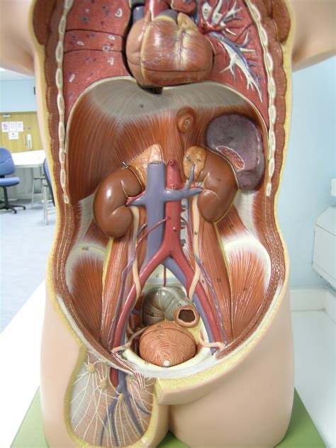 Abdominal Anatomy The Anterolateral Abdominal Wall Muscles