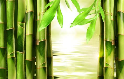 Bamboo Wallpaper For Iphone Nature Wallpaper Sakselone Com