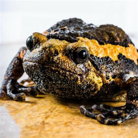 We recommend you get medical care regardless of whether you feel injured. What to Do if My Dog Bites a Toad