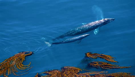 Where Do Ocean Animals Spend The Holidays Ocean Conservancy