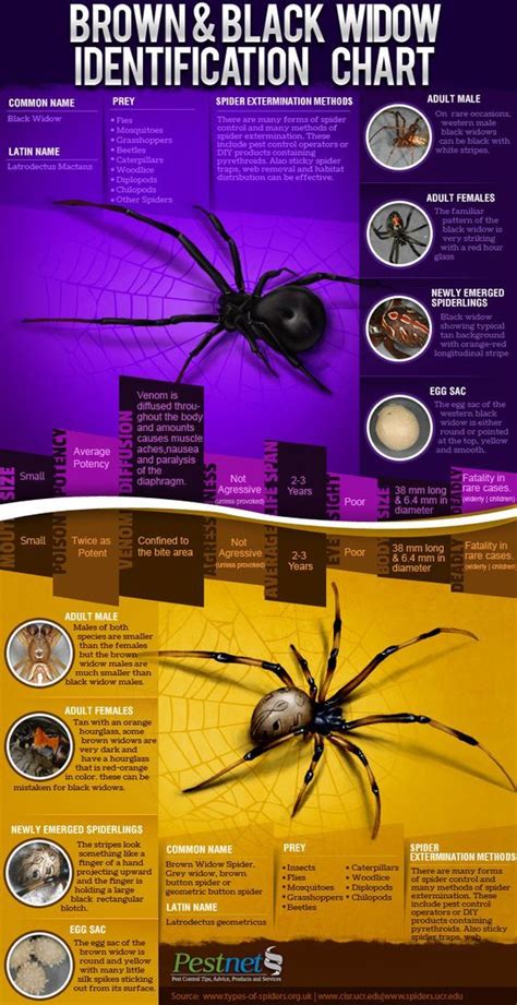 Poisonous Oklahoma Spiders Identification Chart
