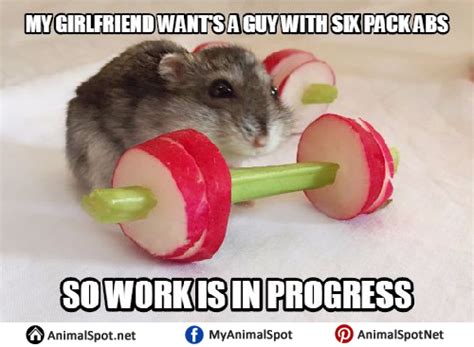 Clean Hamster Memes ~ 15 Funny Hamster Memes To Get You Through Friday