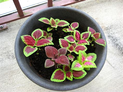 Roses are fleeting, but these red flowering indoor plants will keep you in blooms for weeks, maybe even years. Coleus - Houseplants