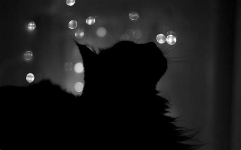 Aesthetic Black Cats Wallpapers Top Free Aesthetic Black Cats Backgrounds WallpaperAccess