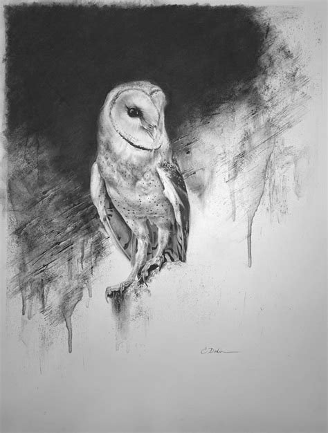 Barn Owl Charcoal Drawing Charcoal Drawing Easy Charcoal