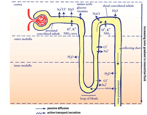 Draw The Labelled Diagram Of A Nephron