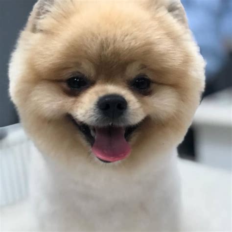 Genel anlamda çocuklarla iyi geçinir (sosyalleşme tamamlanmışsa) ancak iriliğinden dolayı küçük çocukların yanında kontrol altında tutulmalıdır. Yetişkin Pomeranianlar En Iyi Fiyat Ile - 233674 - bikopek.com